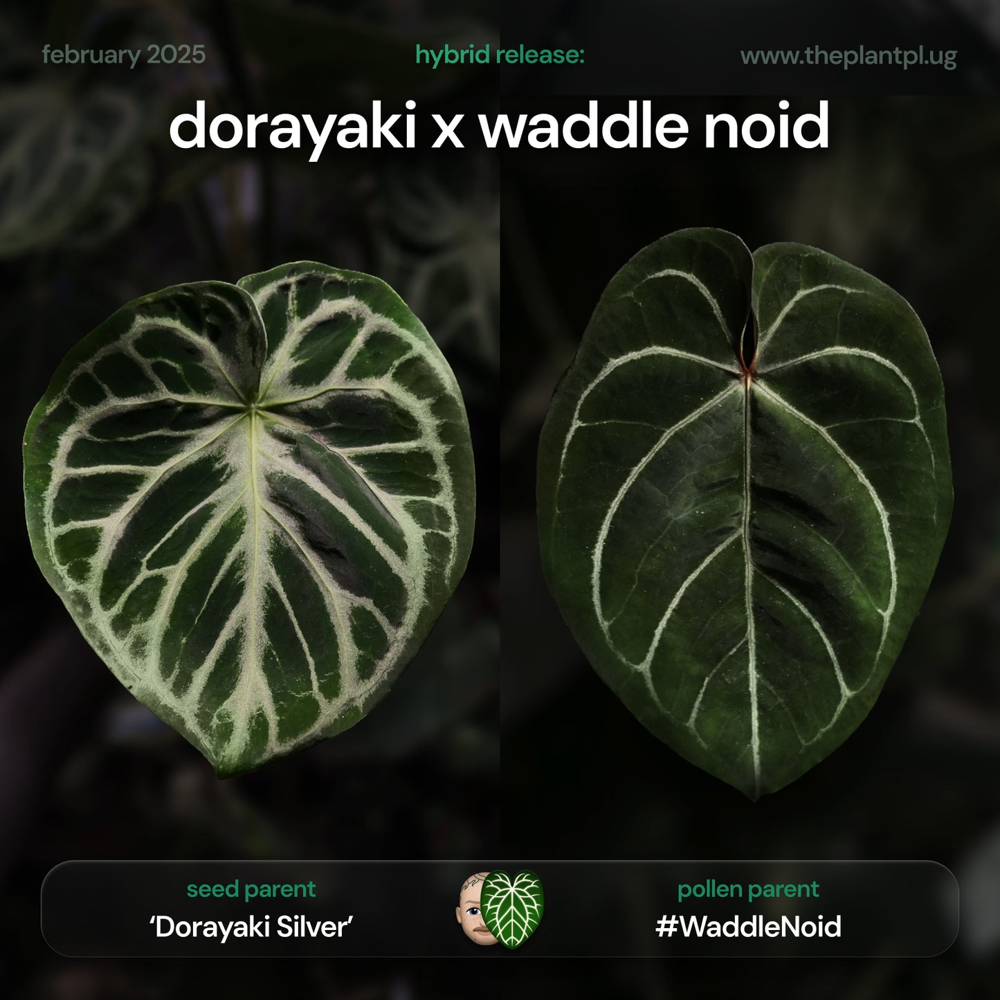 anthurium 'dorayki silver' x #waddlenoid • germinated seeds