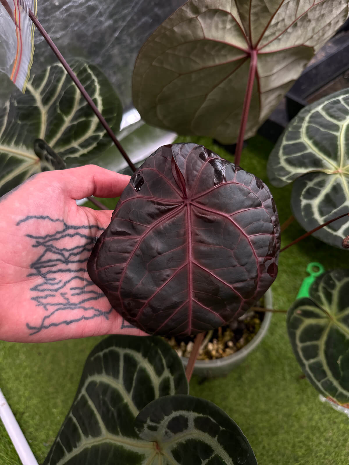 Anthurium 'Jayda' x 'Red Crystal' • germinated seeds