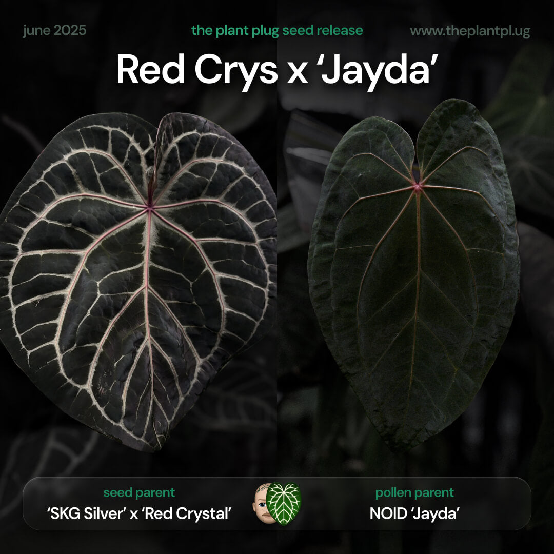 Anthurium 'Red Crystal' x 'Jayda' π«