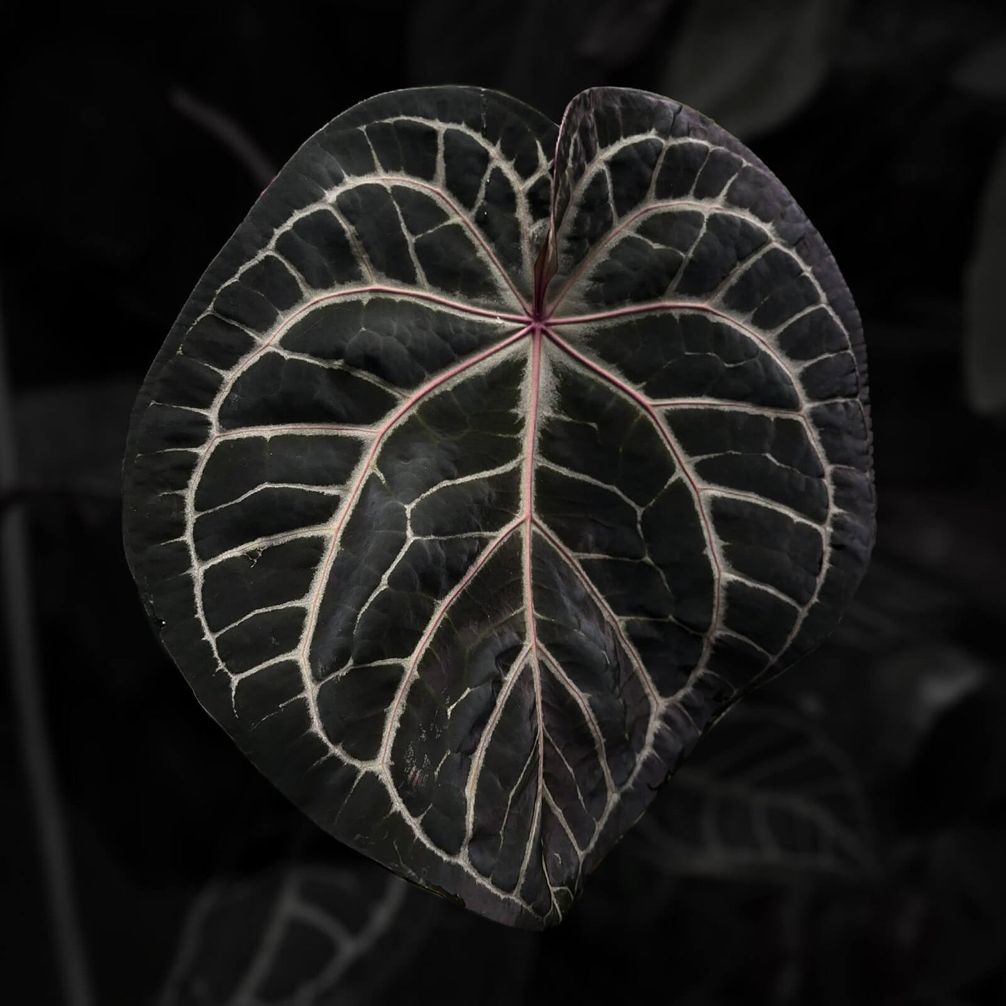 Anthurium crystallinum x red crystal • germinated seeds