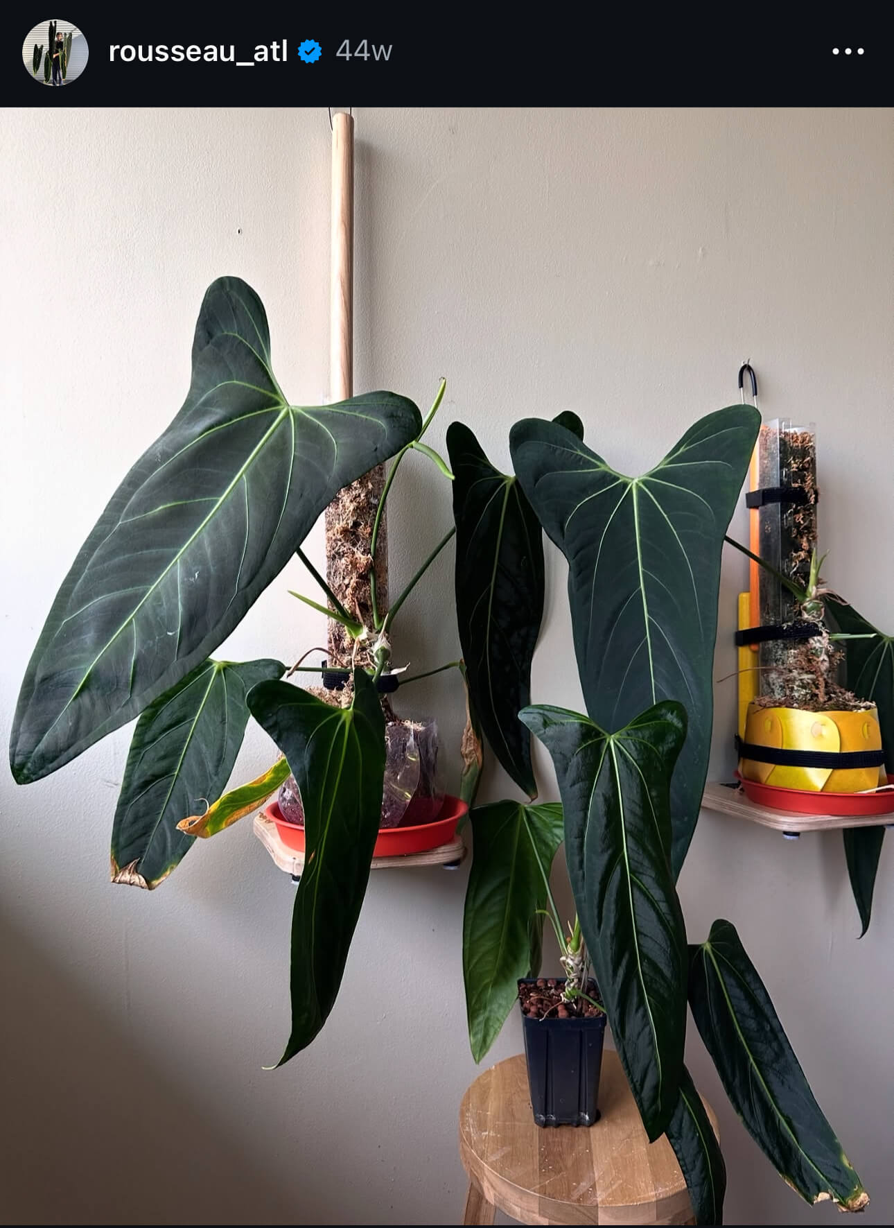 Anthurium (subsignatum x papillilaminum) x warocqueanum • germinated seeds