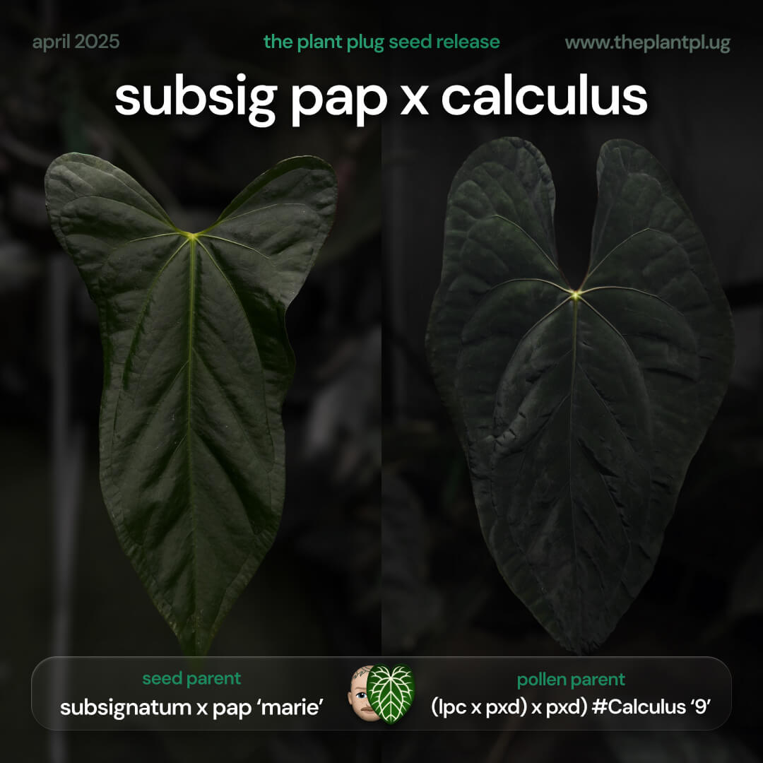 Anthurium (subsignatum x papillilaminum) x Calculus β’ germinated seeds