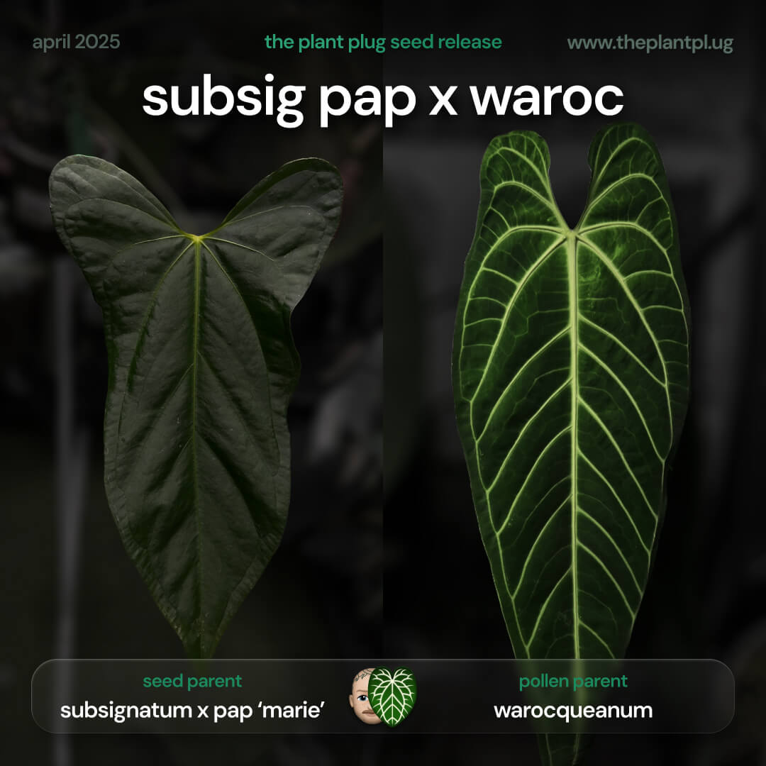 anthurium crystallinum x warocqueanum Anthurium (subsignatum x papillilaminum) x warocqueanum • germinated s – The Plant Plug