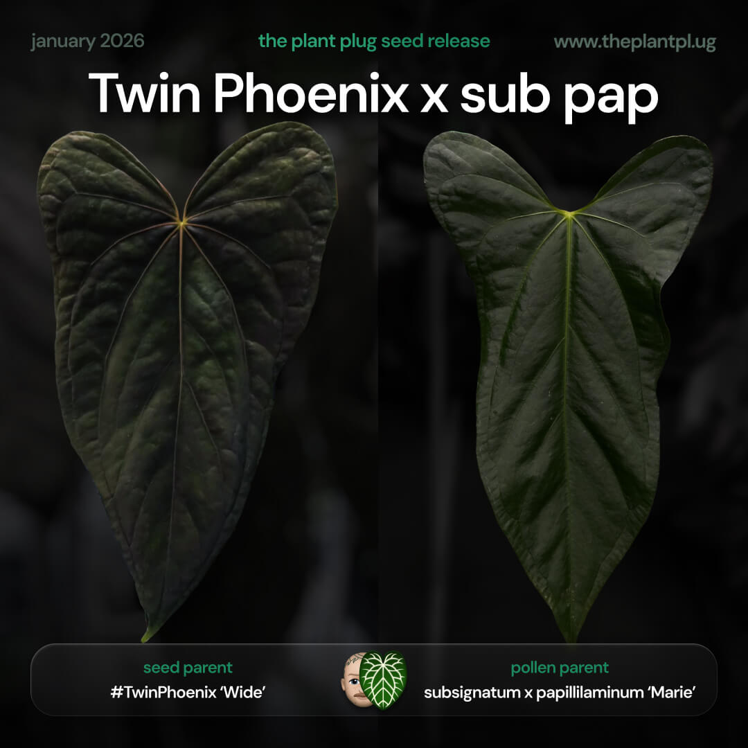 Anthurium 'Twin Phoenix' x (subsignatum x papillilaminum)
