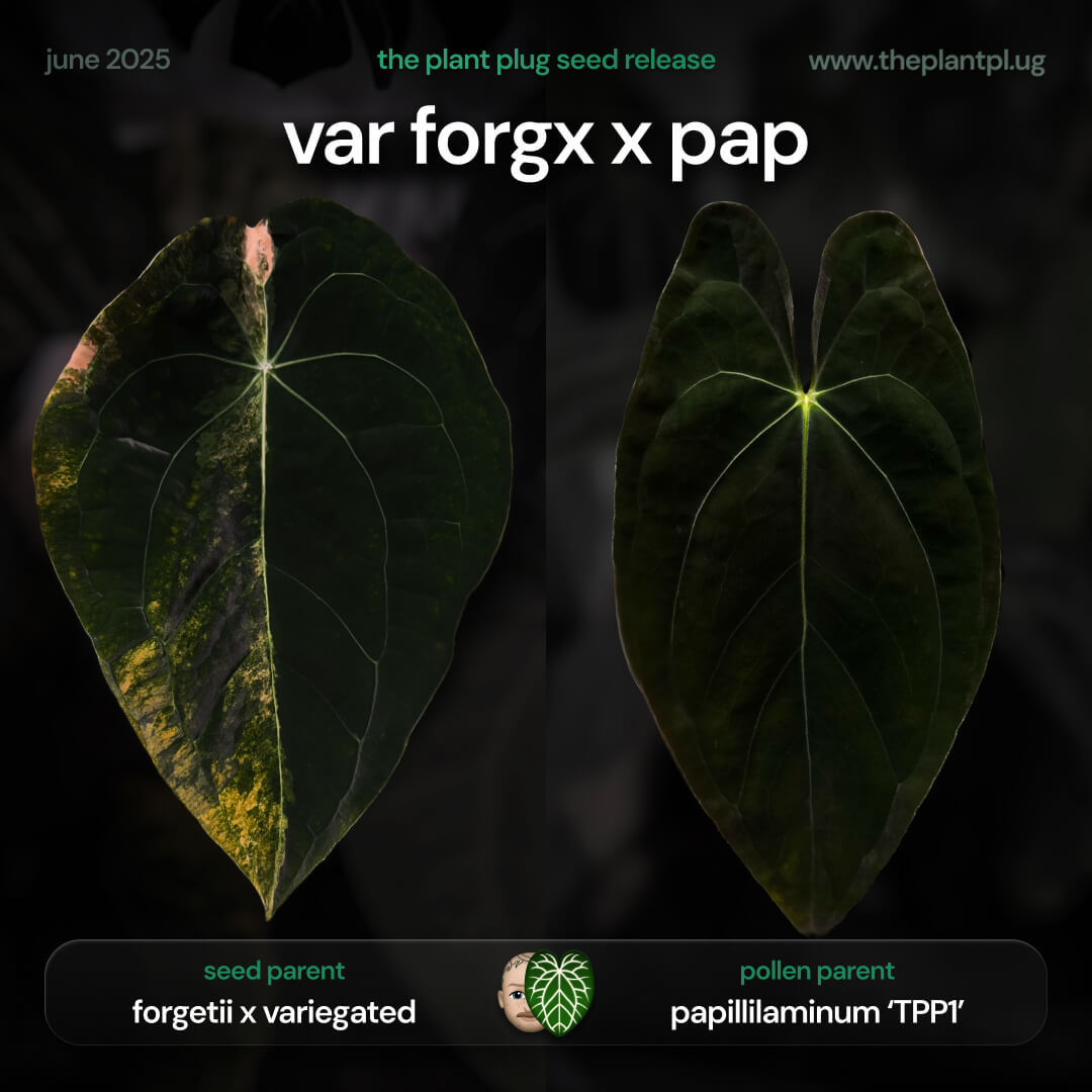 Anthurium forgetiix variegated x papillilaminum • germinated seeds