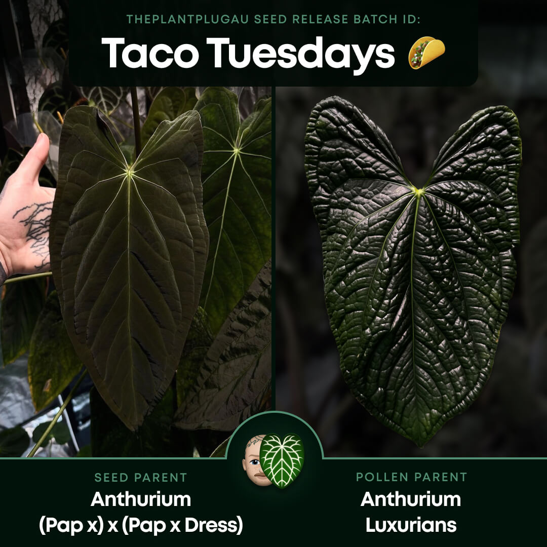 Anthurium #TacoTuesdays • luxurians hybrid mutation