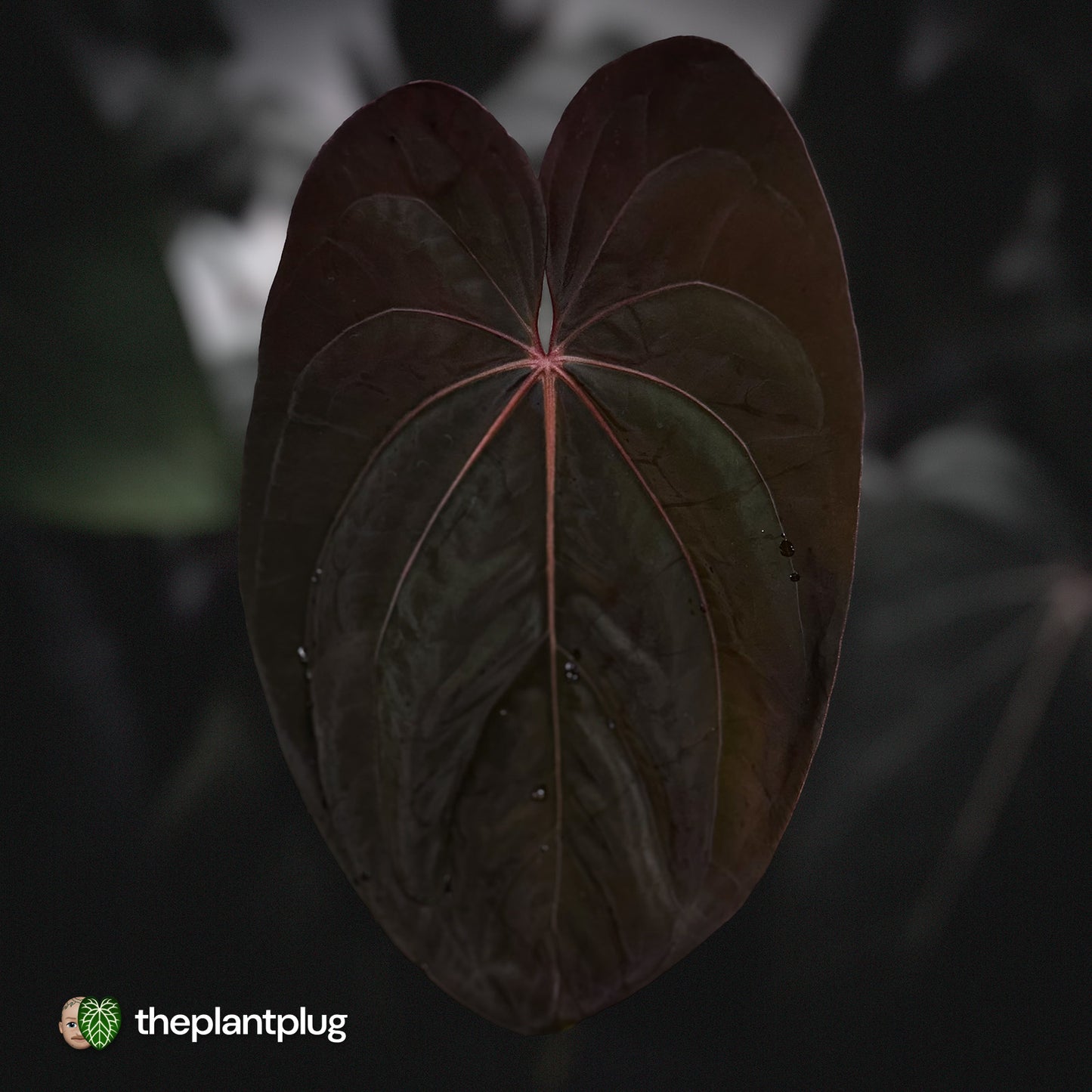 Anthurium carla hybrid x antolakii RVDP • germinated seeds