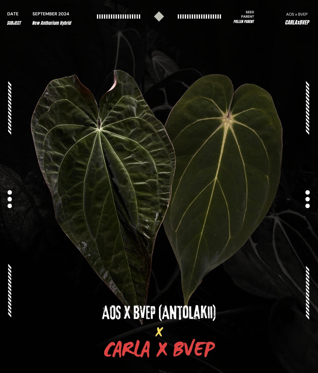 Anthurium ('AOS' x 'BVEP') x (carlablackiae x 'BVEP') • select holdback