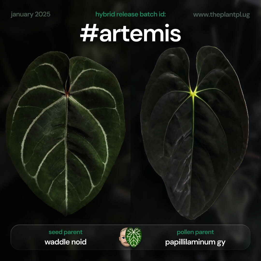 Anthurium #WaddleNOID x papillilaminum