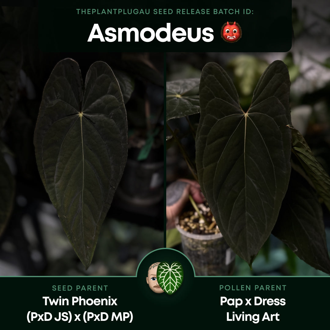 Anthurium #Asmodeus - #TwinPhoenix x (pap x dress)