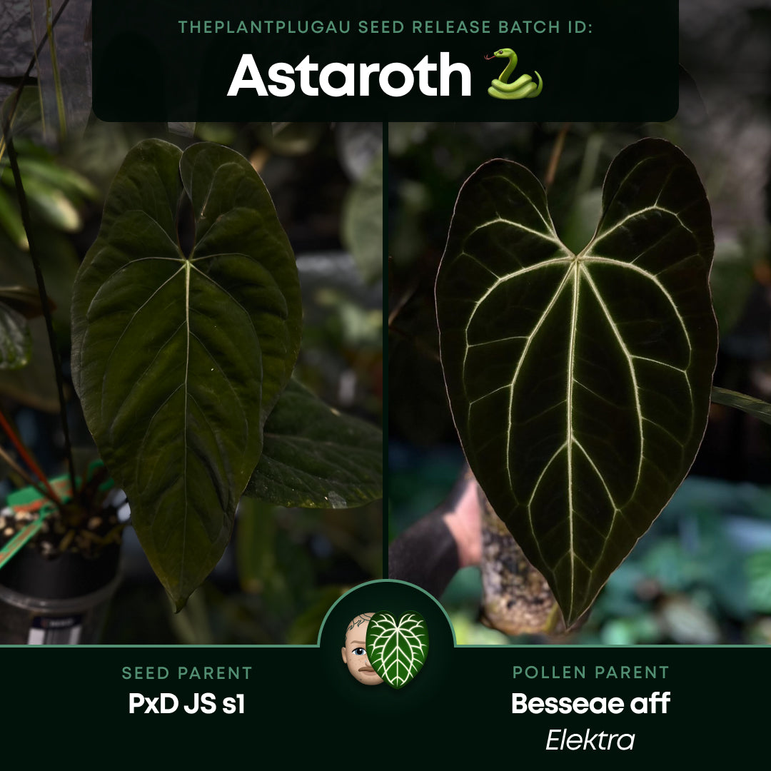Anthurium #Astaroth