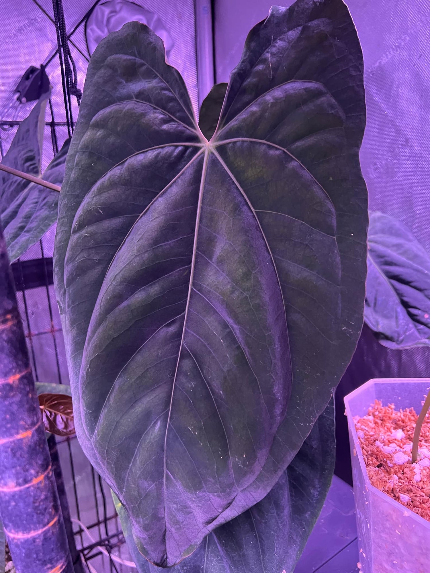 Anthurium papillilaminum FSRL x ((dress x carla) x BVEP)
