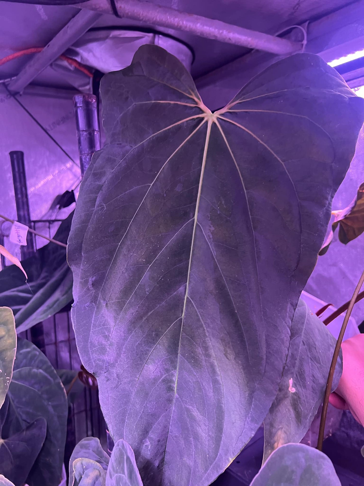 Anthurium papillilaminum FSRL x ((dress x carla) x BVEP)