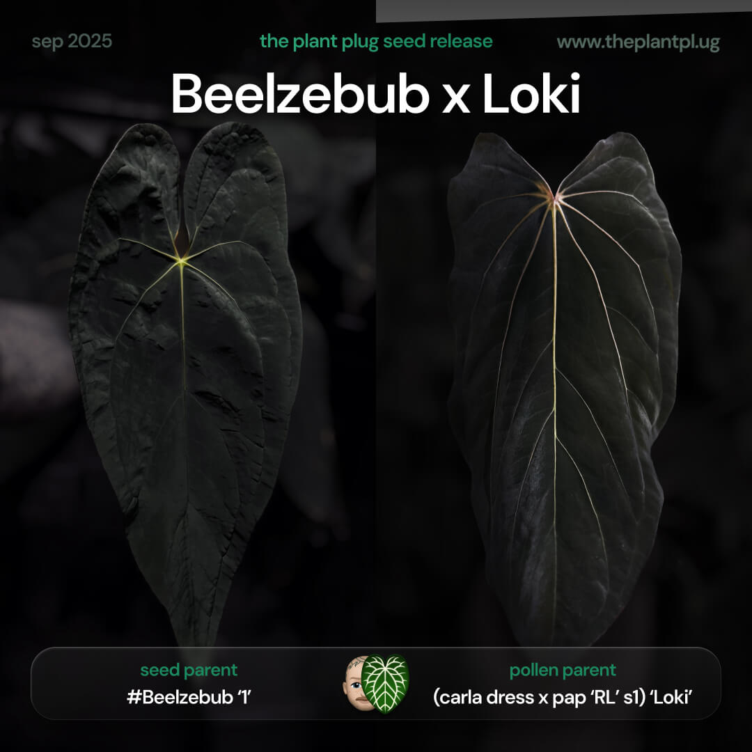 Anthurium Beelzebub x Loki • germinated seeds