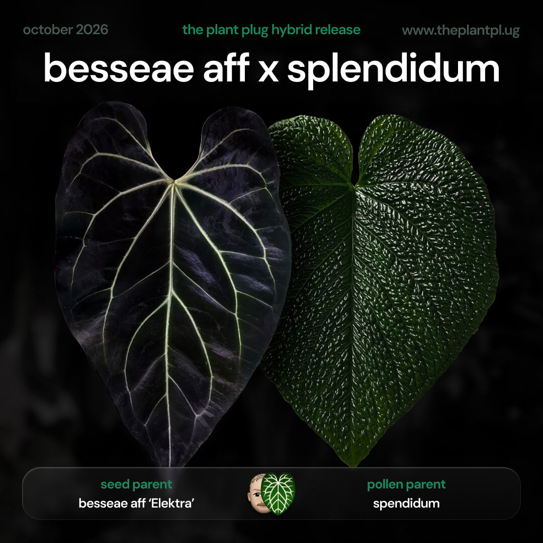 Anthurium besseae aff x splendidum • germinated seeds