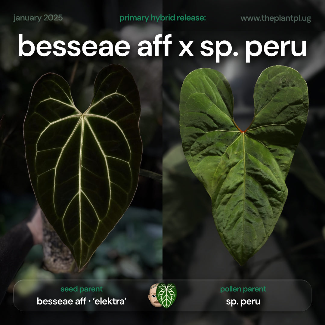 Anthurium besseae aff 'Elektra' x sp. 'Peru Velvet'