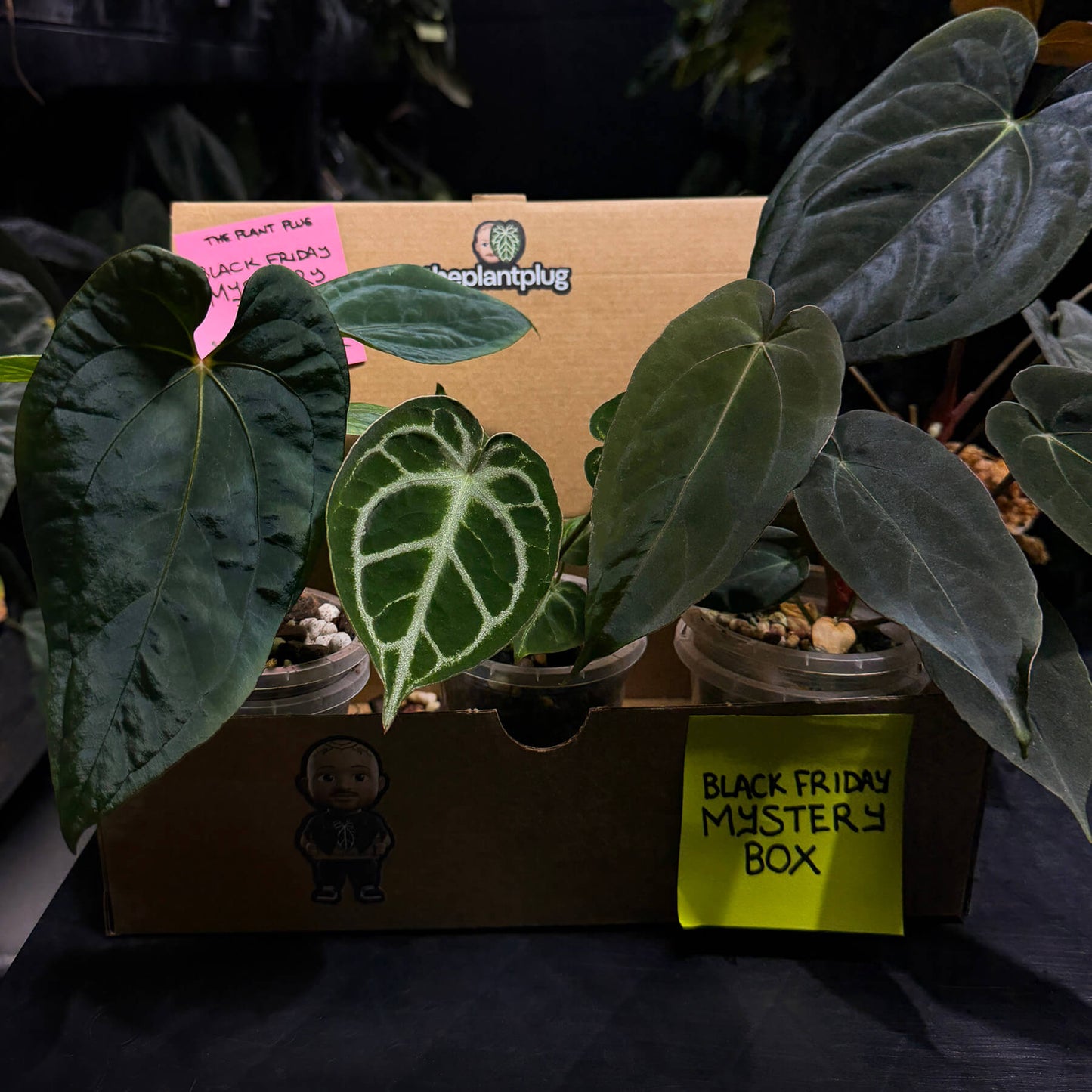 EOFY Mystery Box