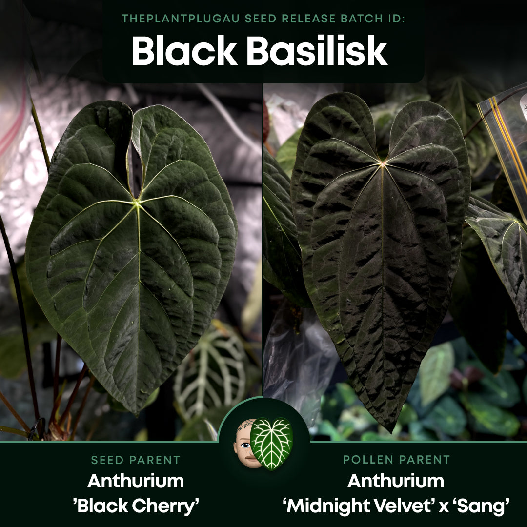 Anthurium #blackbasilisk - #blackcherry hybrid