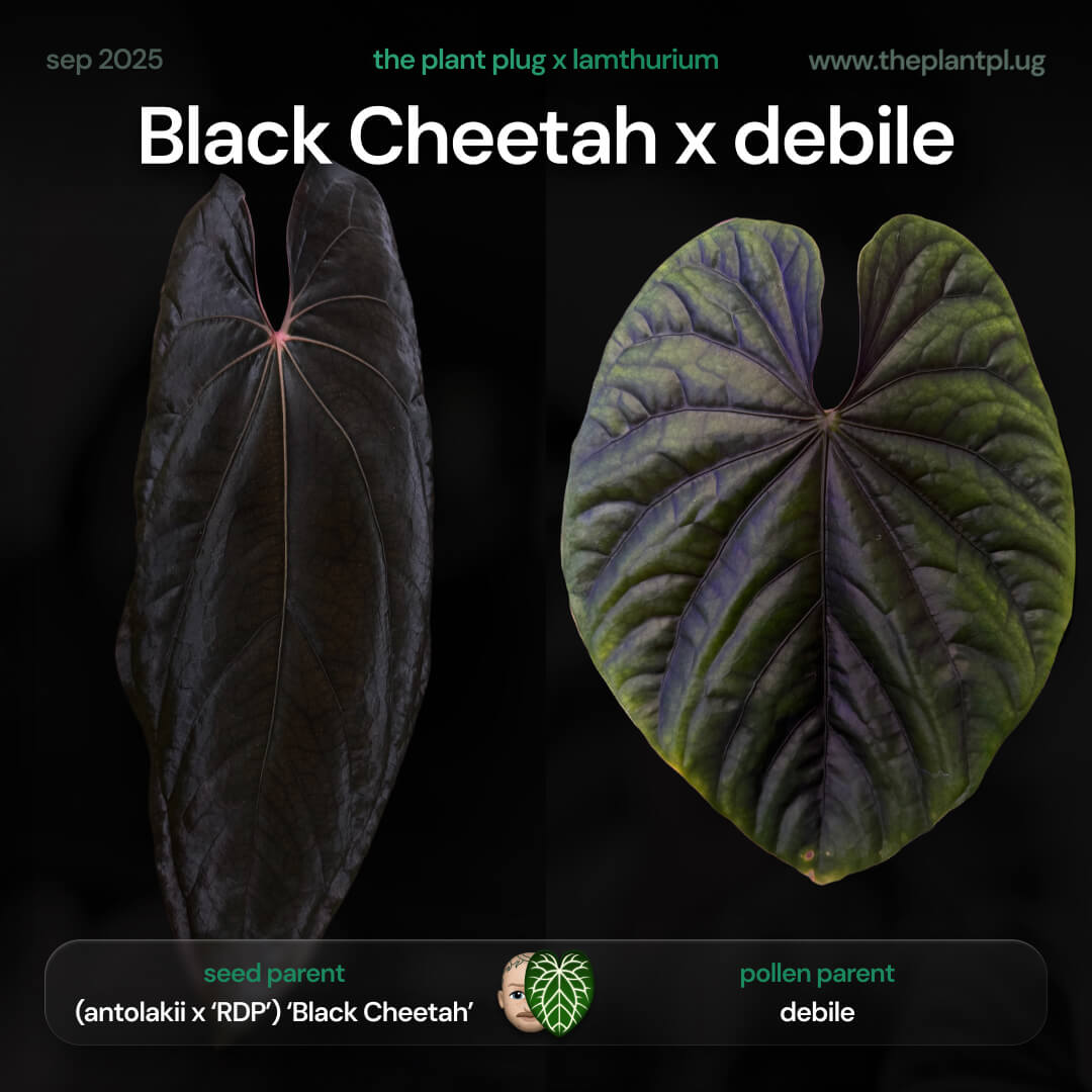 Anthurium (antolakii x 'RDP') x debile • germinated seeds