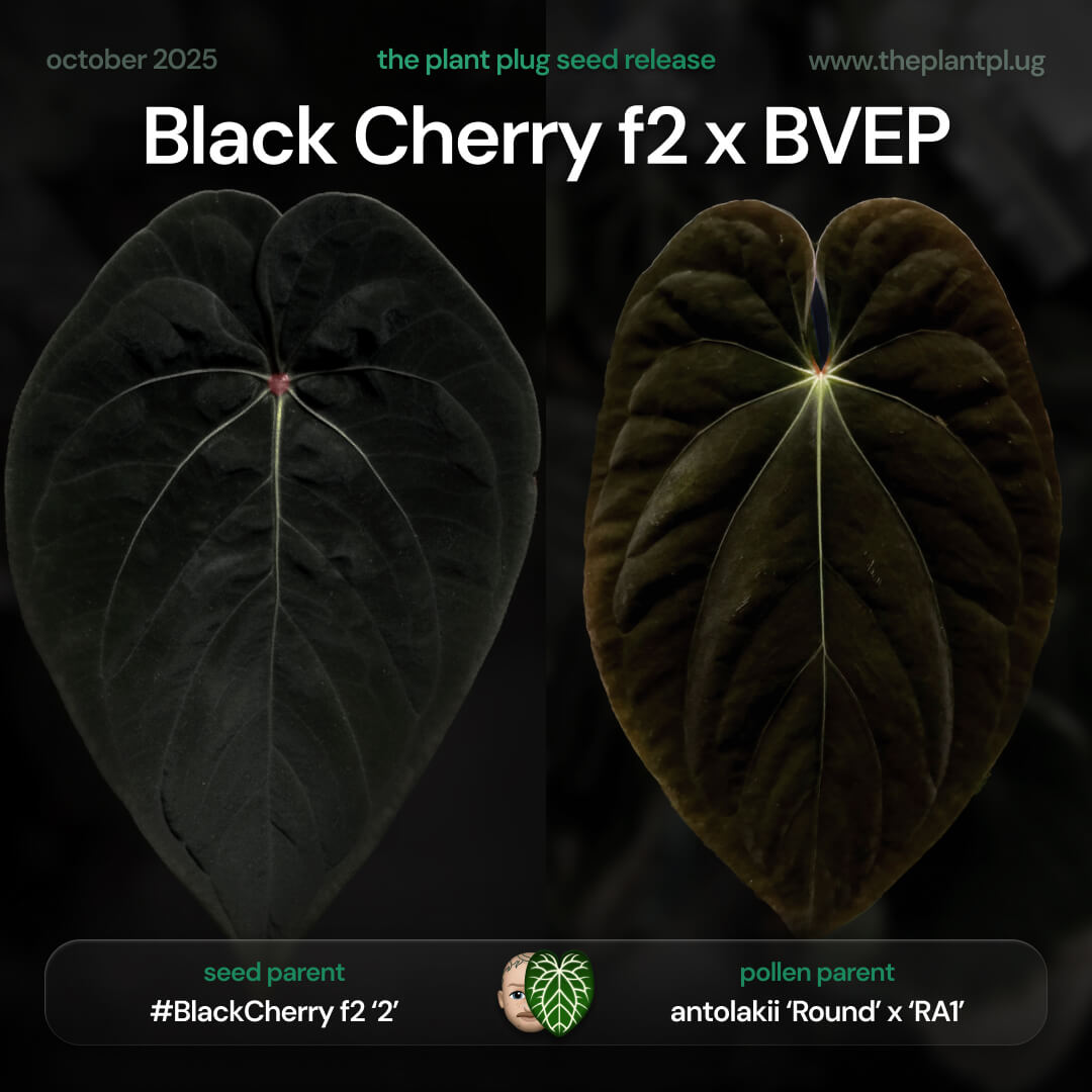 Anthurium Black Cherry f2 x BVEP • germinated seeds