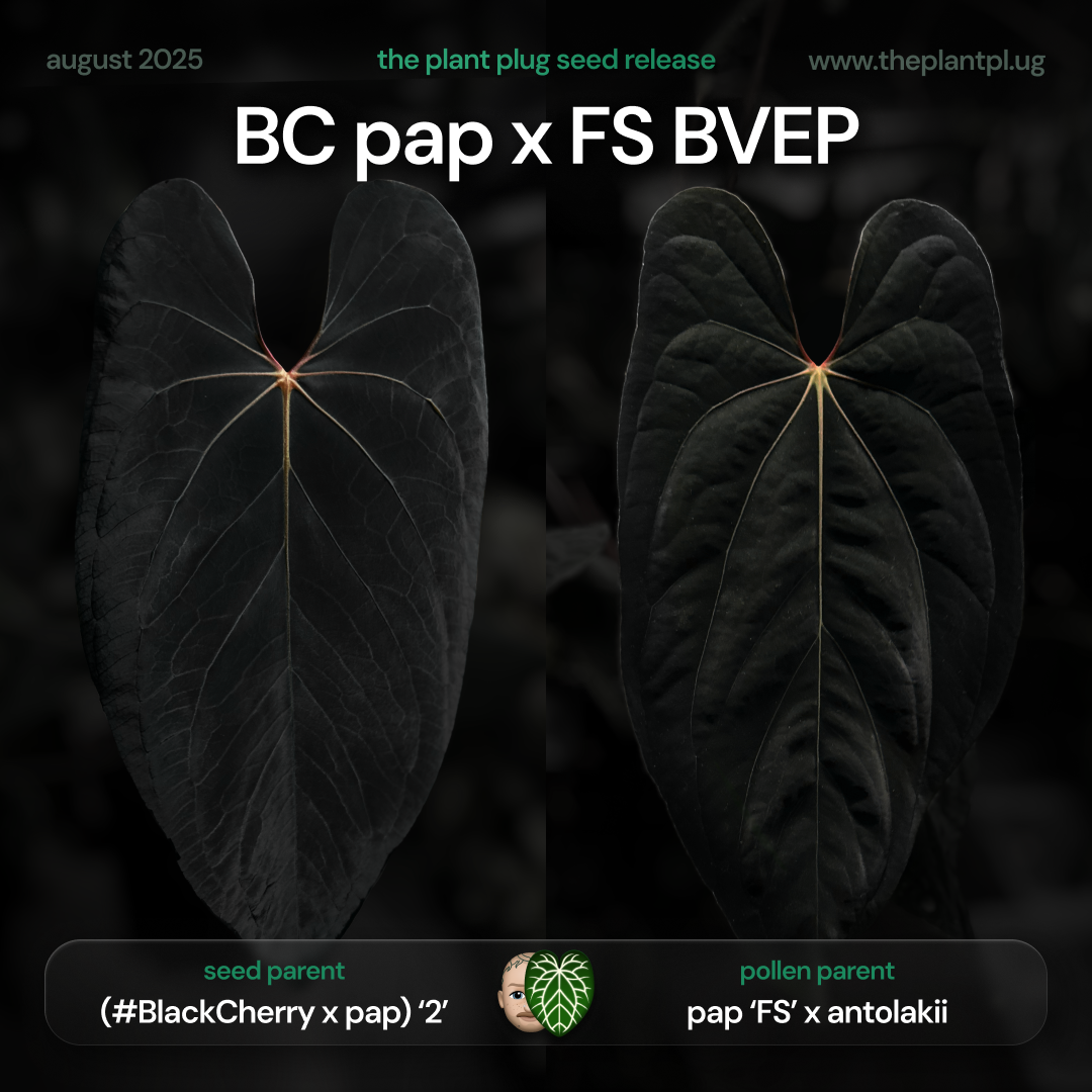 Anthurium BC pap x FS BVEP • germinated seeds