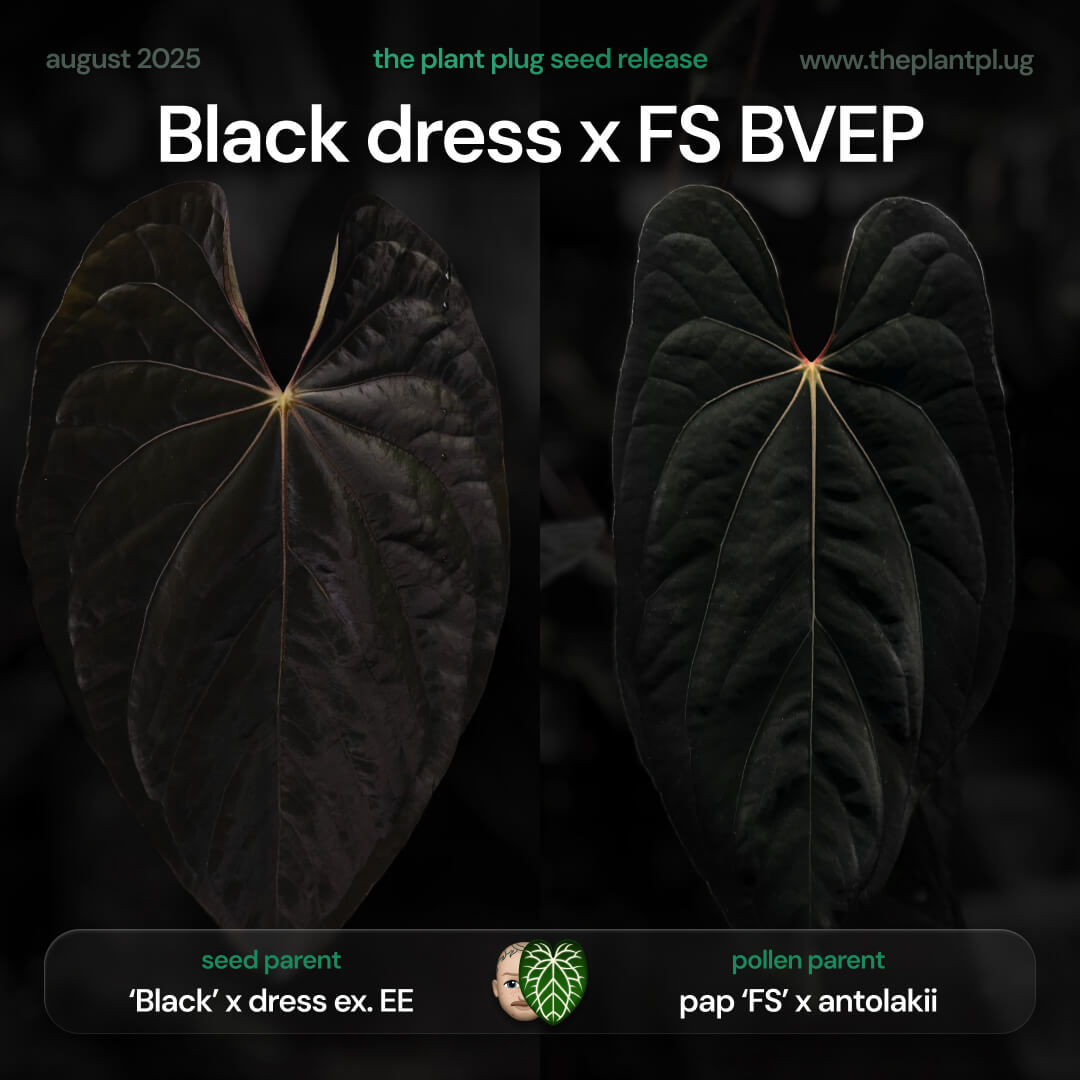Anthurium Black dress x FS antolakii • germinated seeds