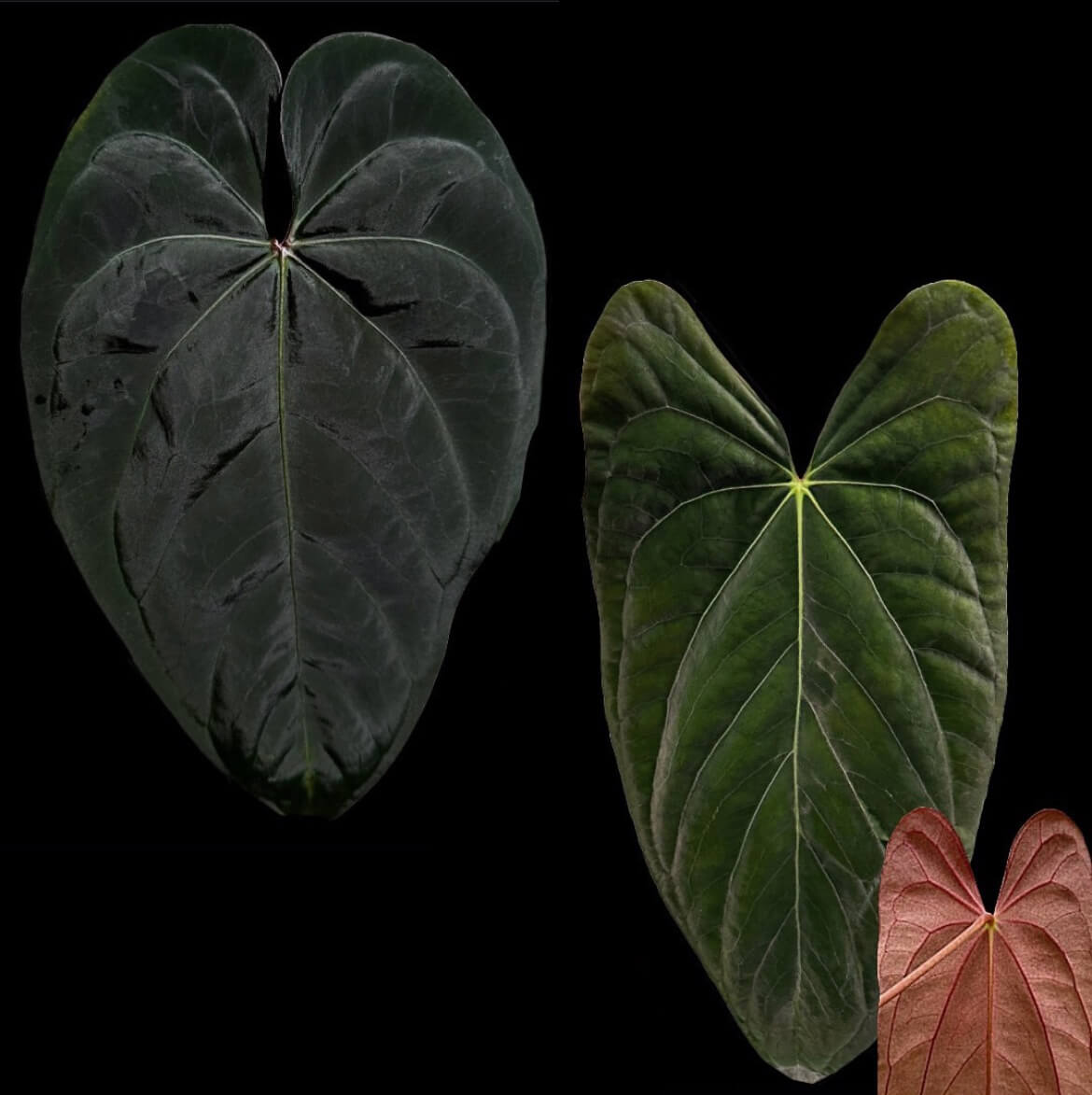 Anthurium (Black Cherry x Black Sensation) x papillaminum