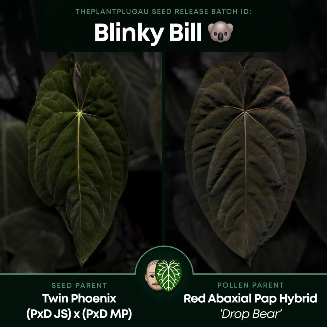 Anthurium #BlinkyBill • #TwinPhoenix x 'Drop Bear'