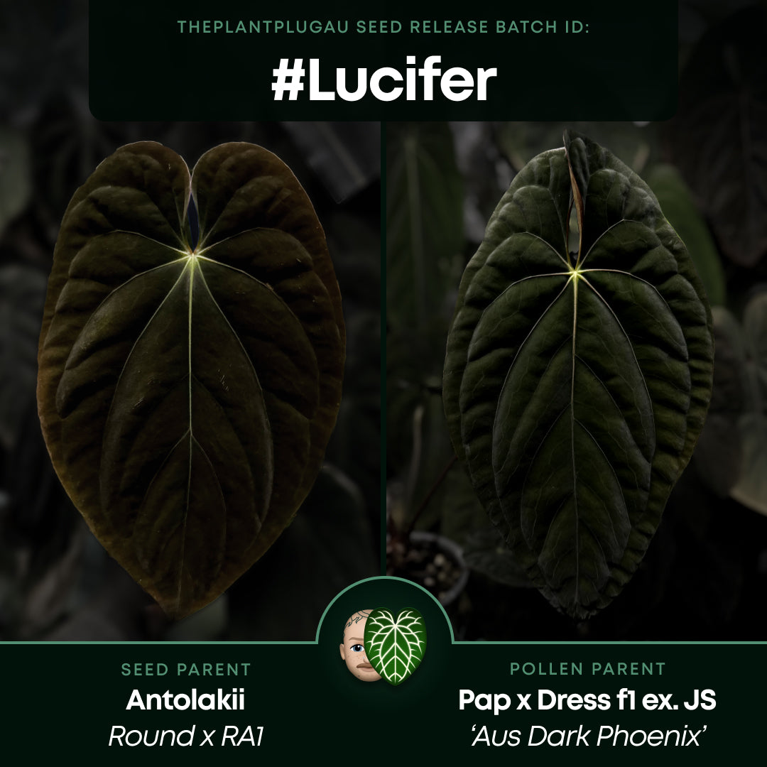 Anthurium antolakii / 'BVEP' x (pap x dress 'JS')