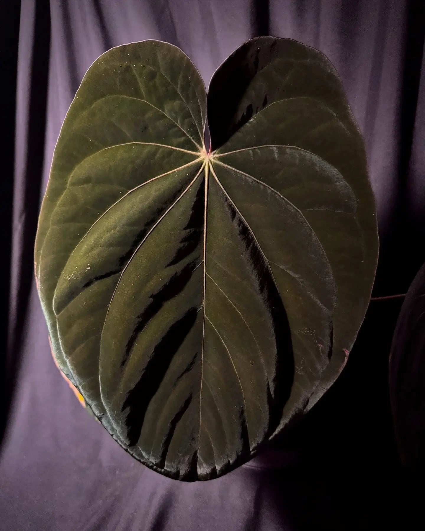 Anthurium antolakii / 'BVEP' x 'RVDP'