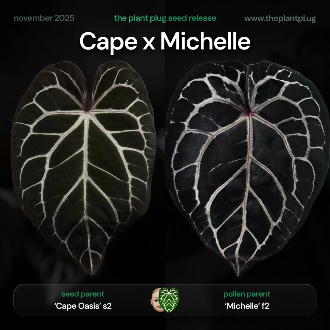 Anthurium aff. crystallinum 'Cape Oasis' f2 x 'Michelle' f2