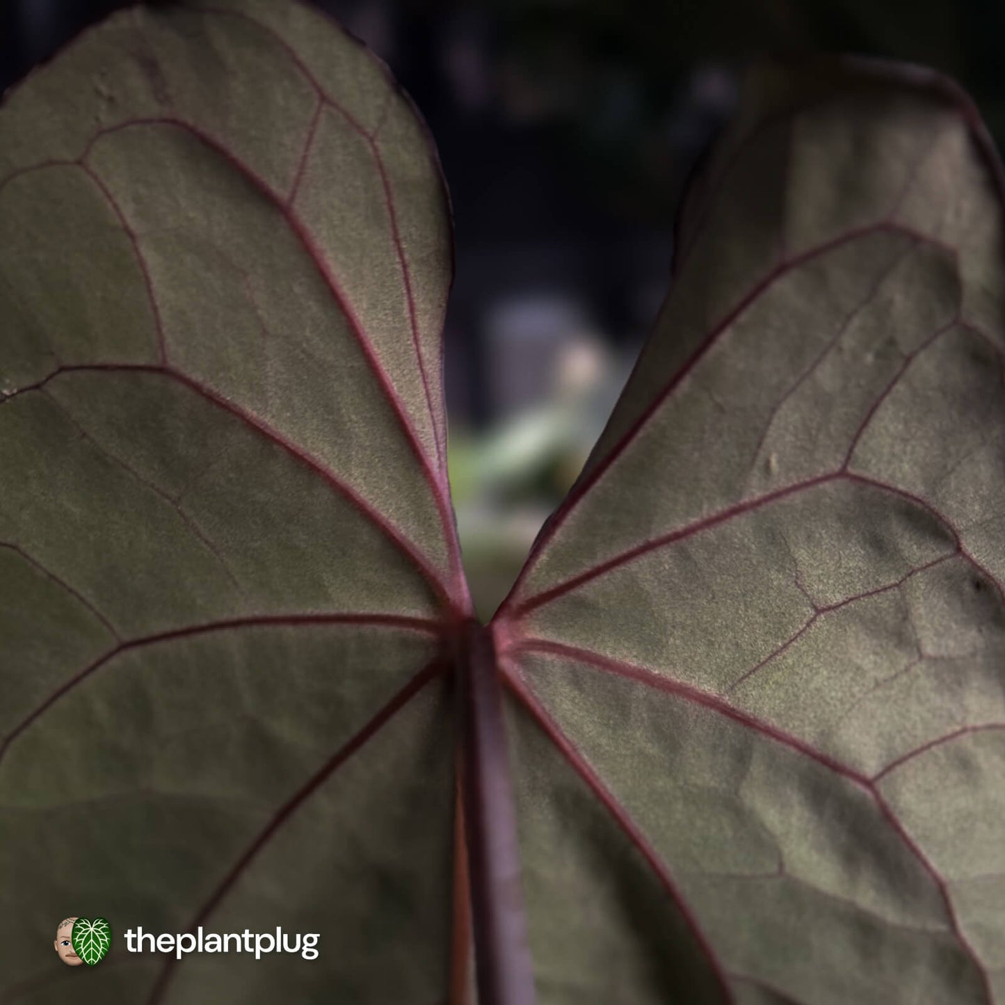 Anthurium Strawberry Vomit x carladress RLs1 • germinated seeds