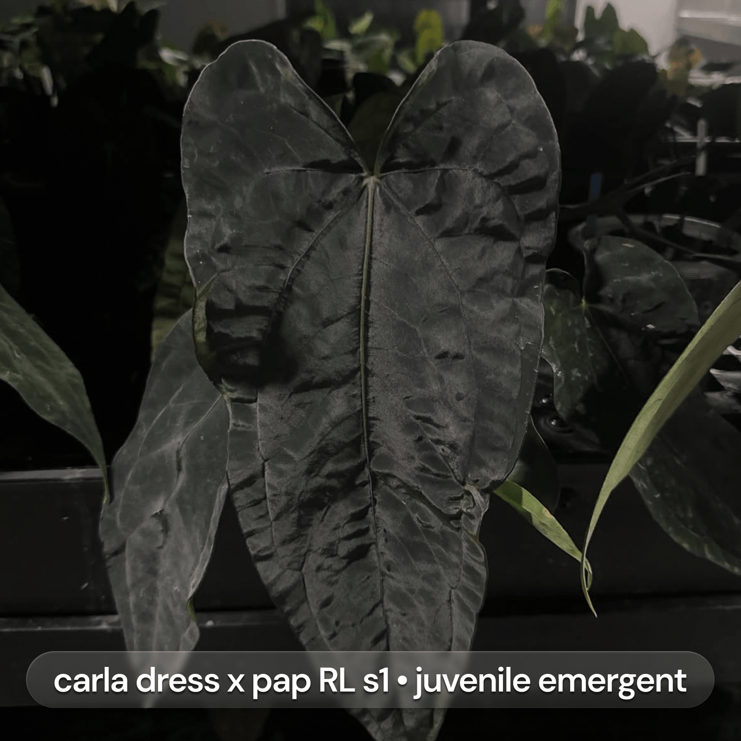 Anthurium Volcanic Ash x carladress RLself • germinated seeds