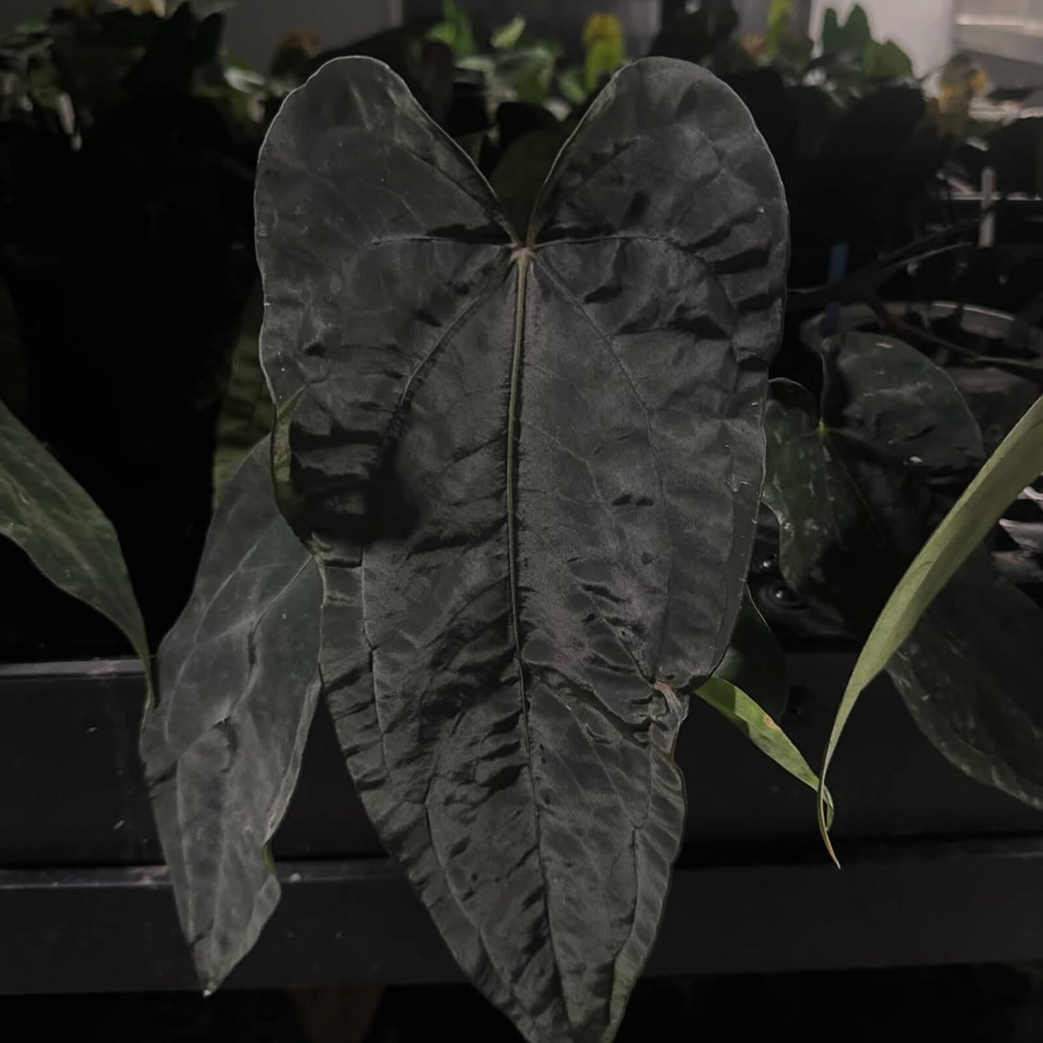 Anthurium (carla x dress) x (pap 'RL' x self) • select holdback