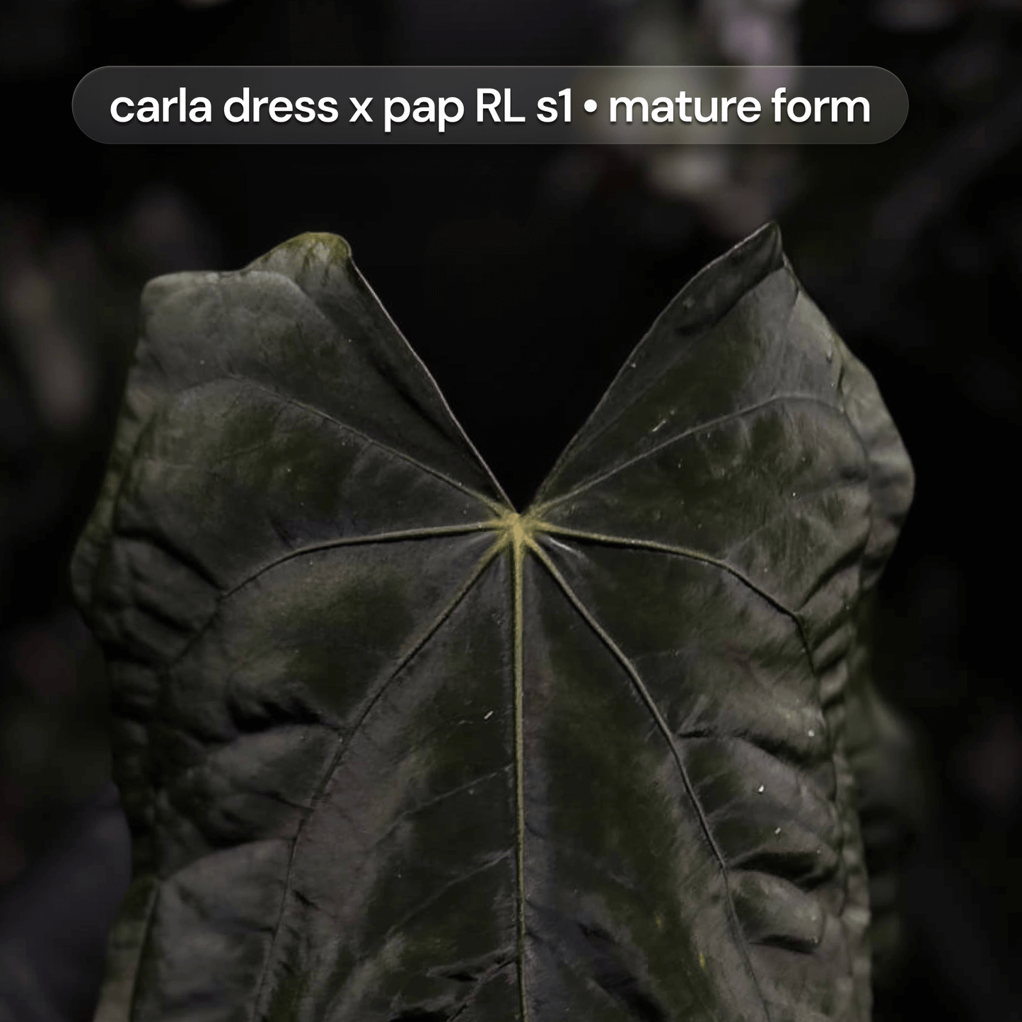 Anthurium Volcanic Ash x carladress RLself • germinated seeds