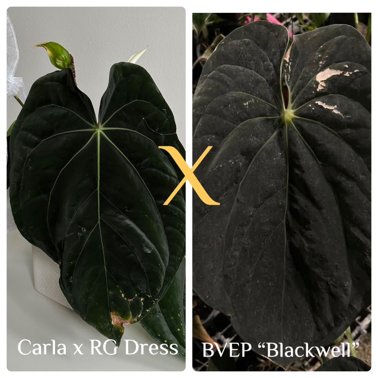 Anthurium (carlablackiae x dressleri 'RG') x antolakii / 'BVEP' • holdback