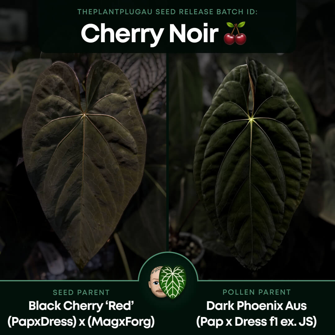 Anthurium #CherryNoir • select seedling