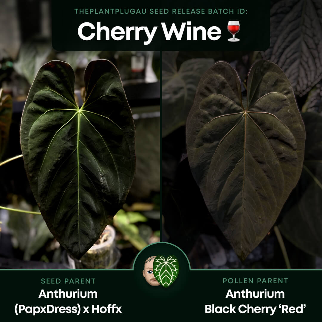 Anthurium #CherryWine • select plant