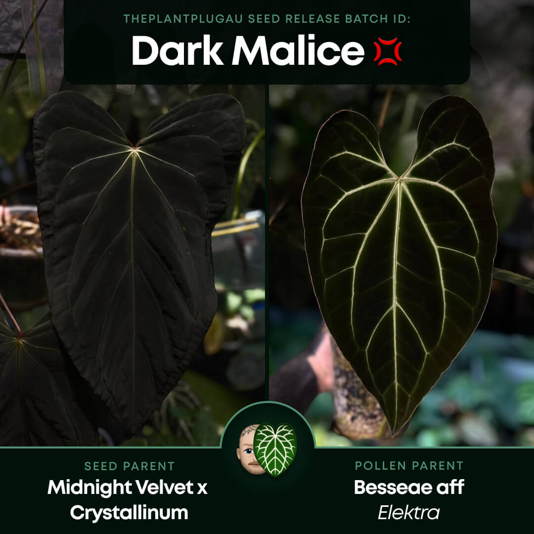 Anthurium #DarkMalice • ('Midnight Velvet' x crystallinum) x 'Besseae aff'