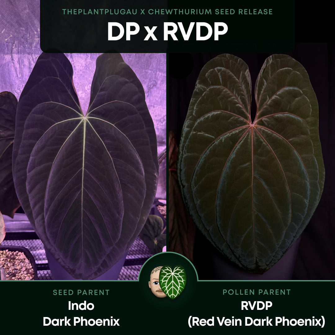 Anthurium 'Dark Phoenix' x 'RVDP'