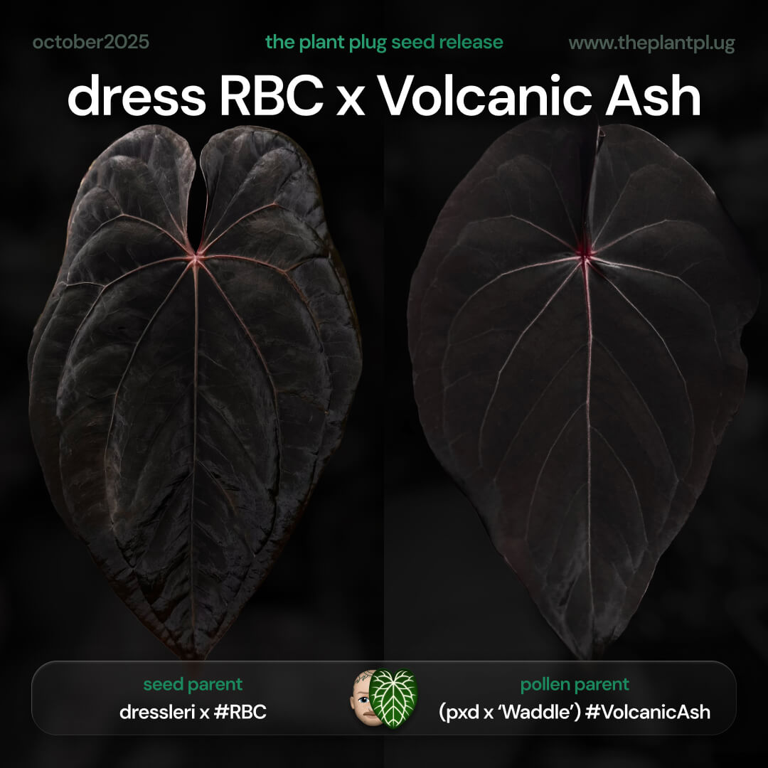 Anthurium dress RBC x Volcanic Ash • germinated seeds