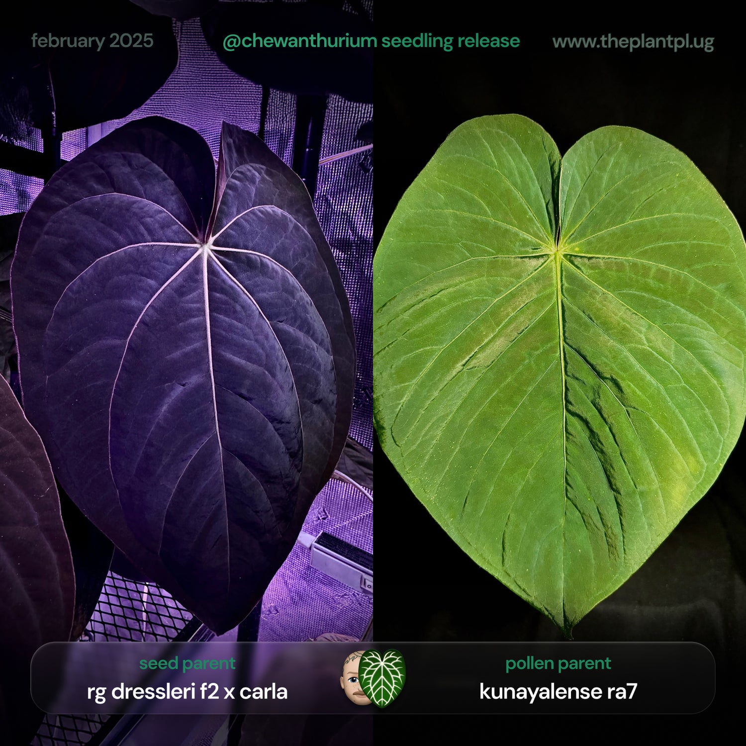 Anthurium (dressleri 'RG' f2 x carlablackiae) x kunayalense 'RA7'
