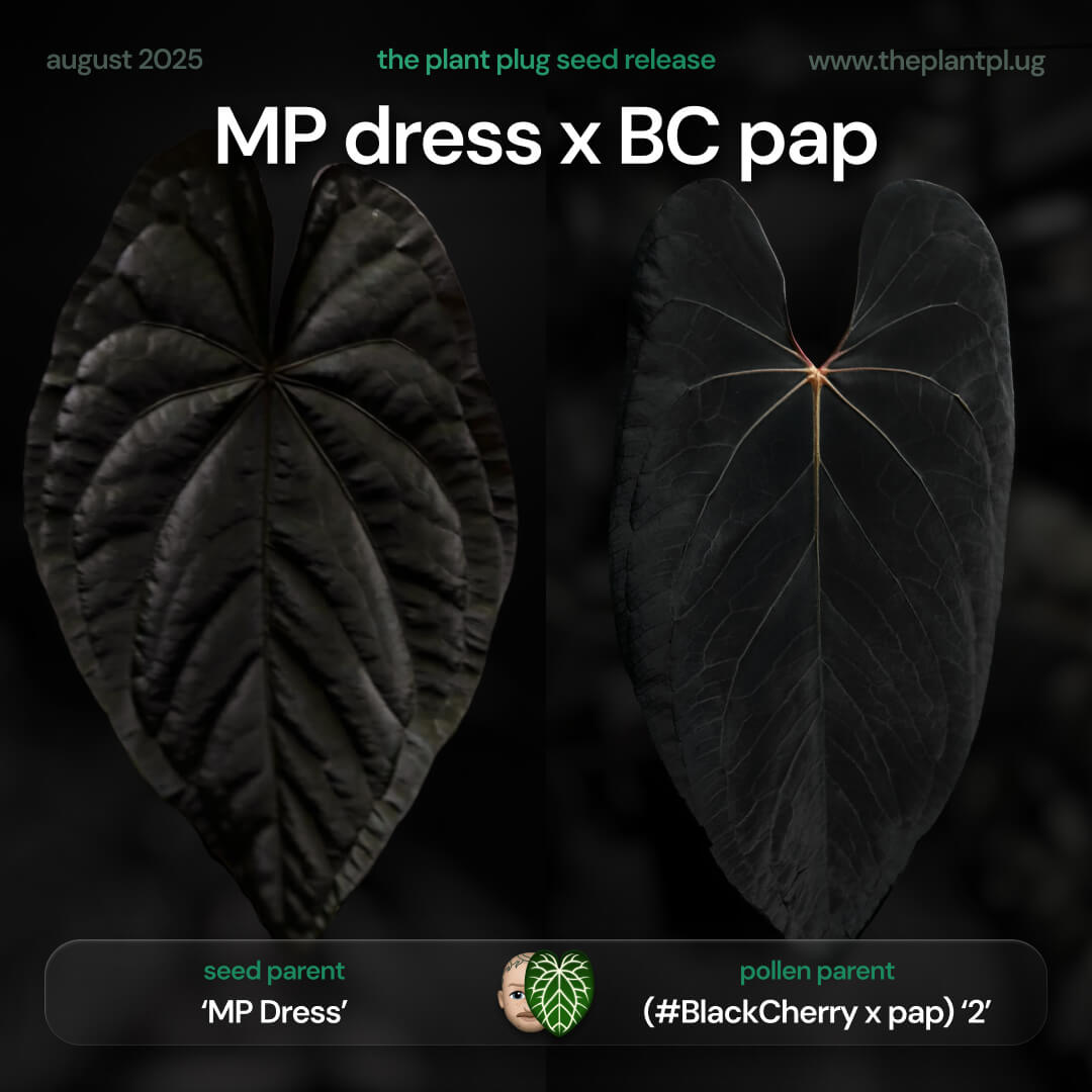 Anthurium MP Dress x BC pap • germinated seeds