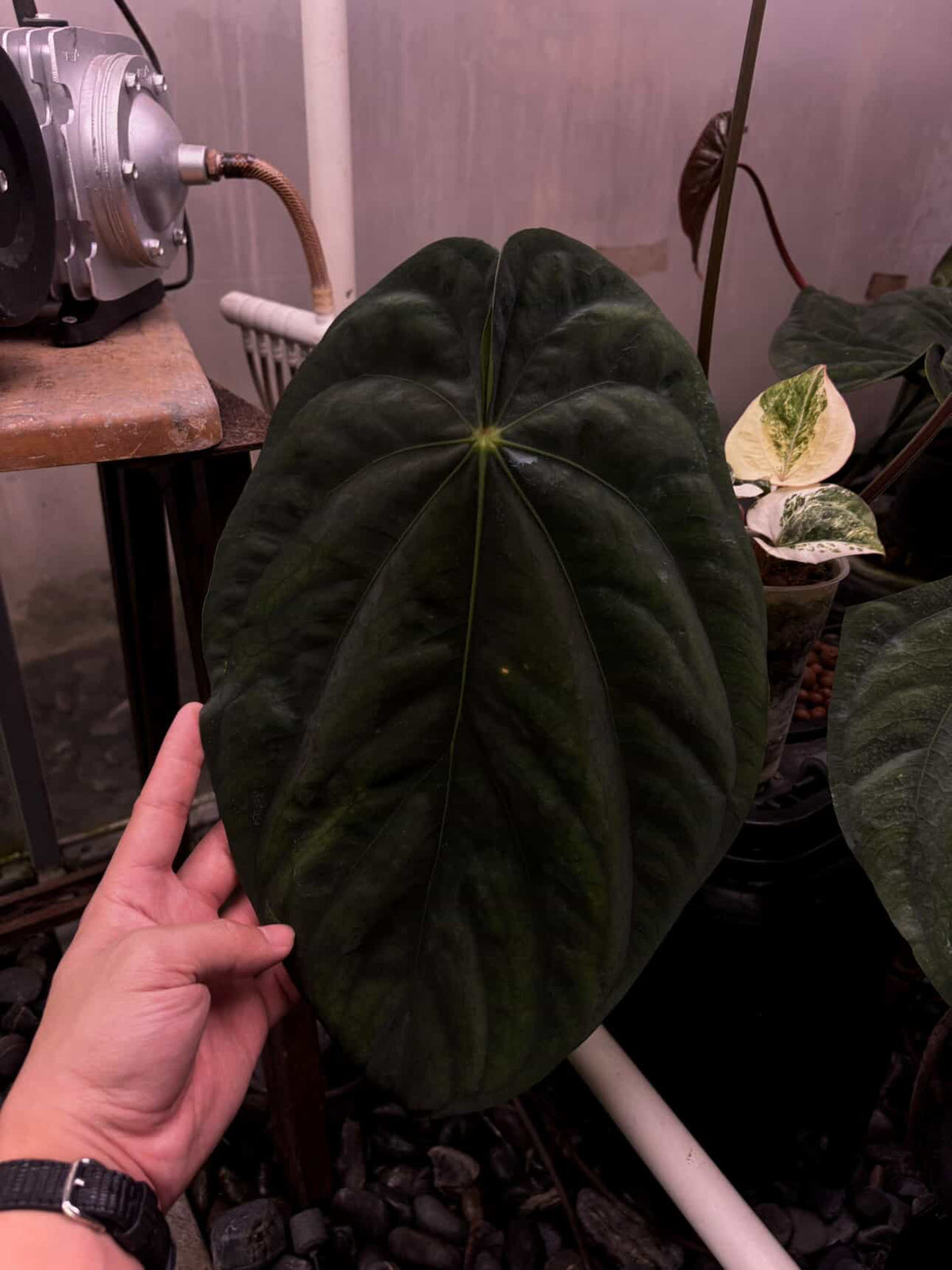 Anthurium carlablackiae x (dressleri 'Oliver' x antolakii 'Felix')