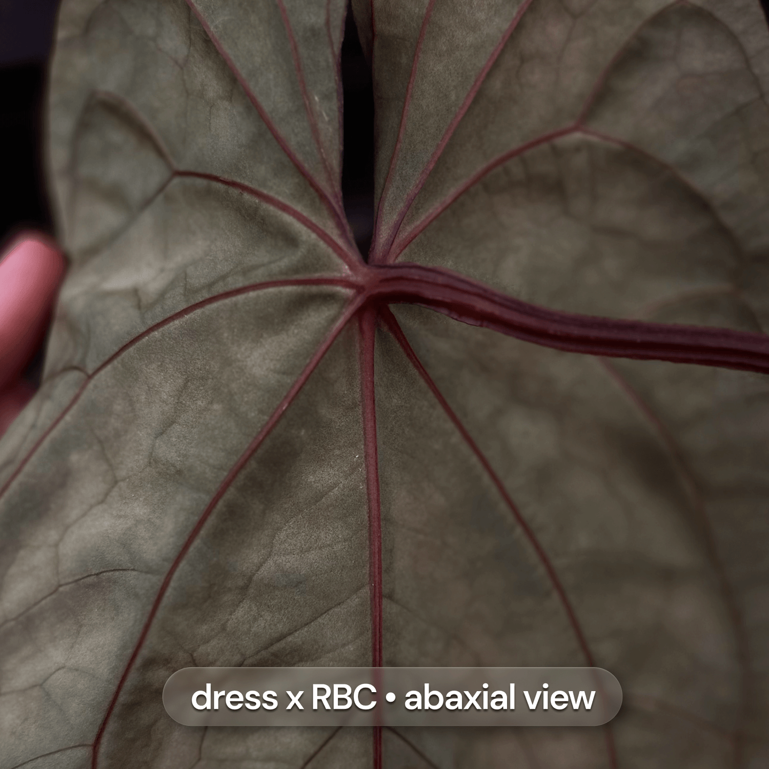 Anthurium Beelzebub x dress RBC • germinated seeds