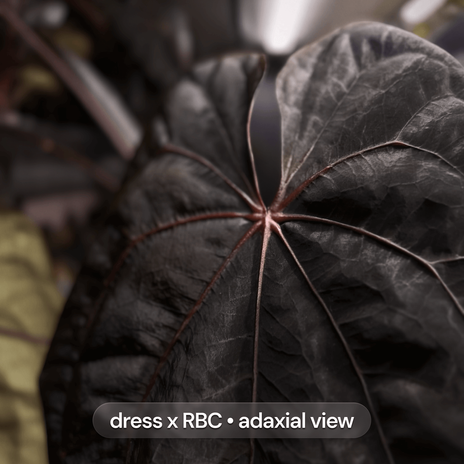Anthurium Beelzebub x dress RBC • germinated seeds