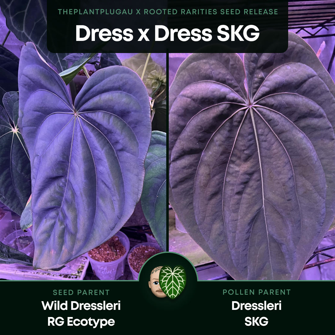 Anthurium dressleri x dressleri 'SKG'
