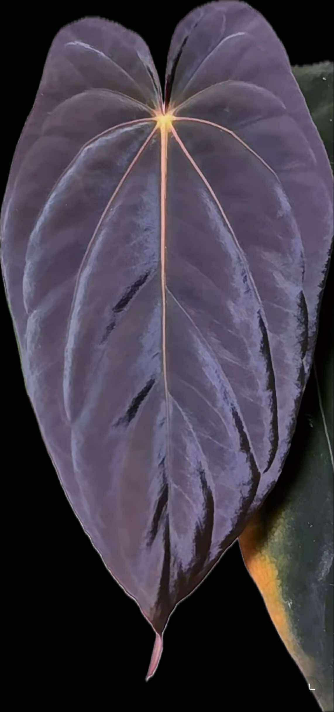 Anthurium antolakii / 'BVEP' f2