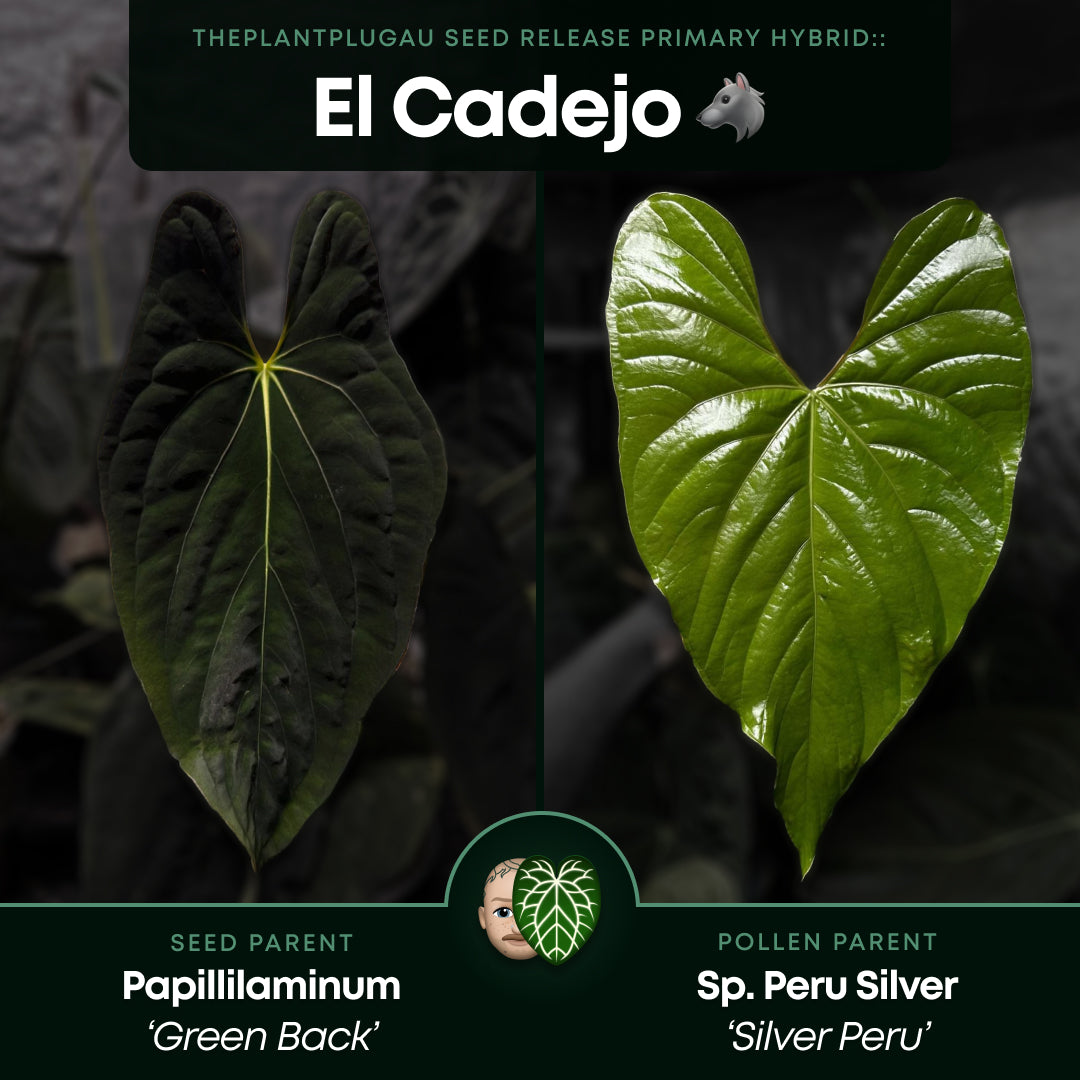 Anthurium #elcadejo • papillilaminum x sp. 'silver peru'