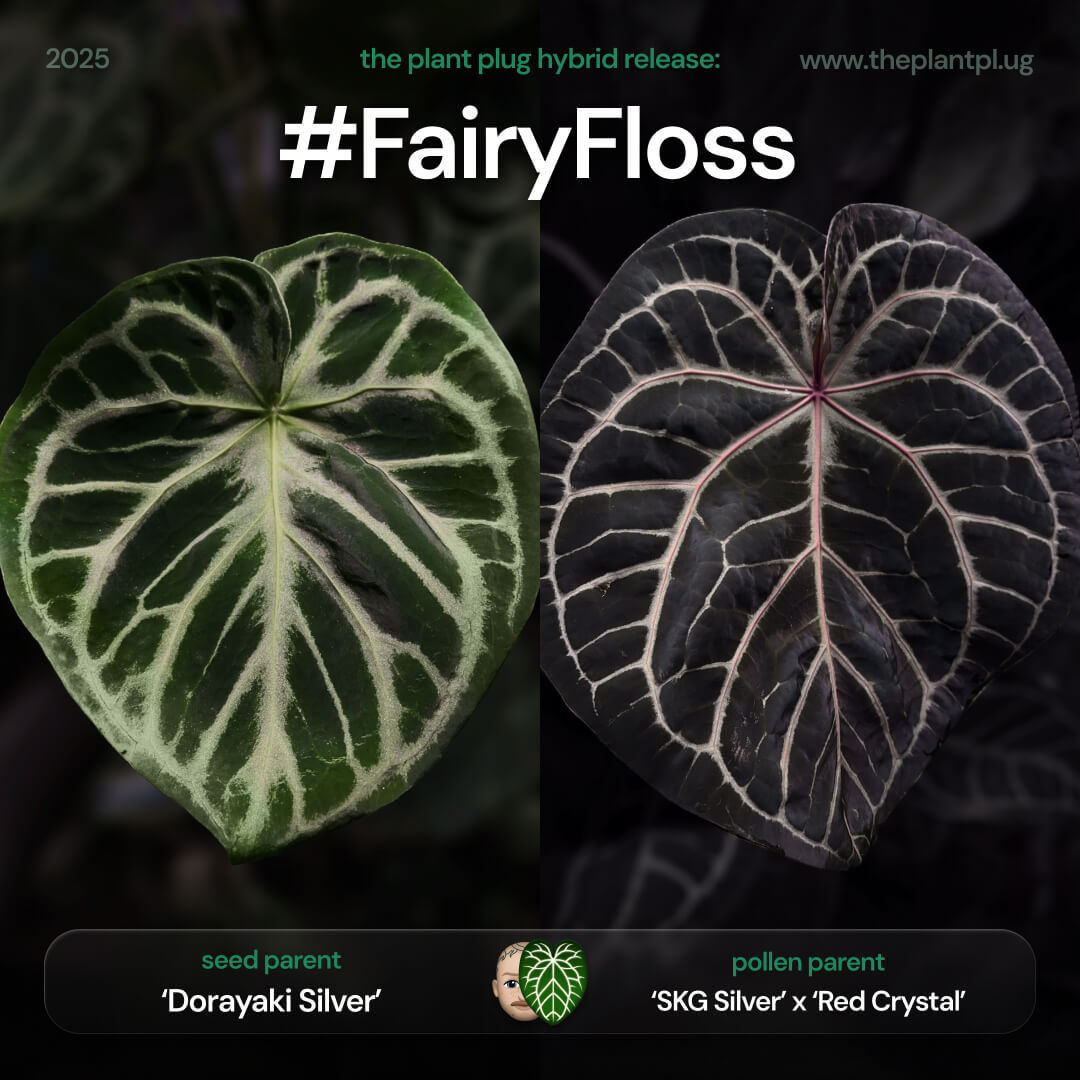 Anthurium #FairyFloss • first release